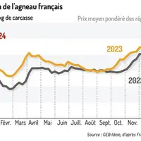 La cotation des agneaux français démarre l’année bien au-dessus du niveau des années précédentes