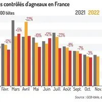 Ralentissement des abattages d’ovins, notamment des réformes