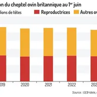 La population ovine la plus faible enregistrée depuis 2011 au Royaume-Uni