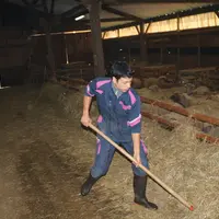 Les femmes représentent 32 % des exploitants agricoles en production ovine.