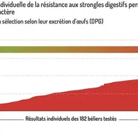 La sélection génétique ovine, un outil prometteur contre le parasitisme gastro-intestinal