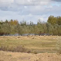 Troupeau pâturant dans un champ en bordure de fleuve.