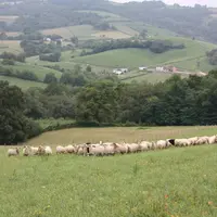 Les éleveurs de brebis laitières des Pyrénées-Atlantiques s'investissent pour trouver des pistes d'adaptation de leur activité face au changement clim