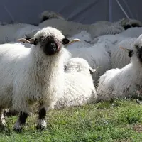Mouton nez noir du Valais