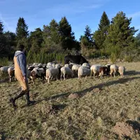La rusticité de la race ovine limousine s’est naturellement imposée dans le modèle économique du Gaec Terra Comunas.