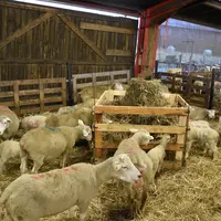 Maxime Pierrel a deux bergeries : une à Xertigny et l’autre à Plombières-les-Bains pour les brebis à l’entretien.
