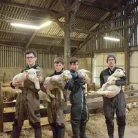 Eleveurs ovins et agneaux en bergerie