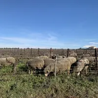 Brebis pâturant dans les vignes.