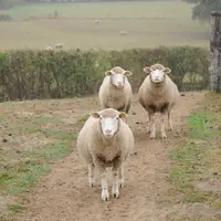 Agneaux à l'herbe