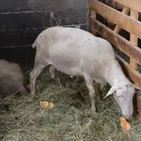 Brebis en case d'agnelage fait un bisou à un poussin