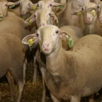 La surface par brebis est bien respectée dans plus de 73 % des élevages laitiers de l'étude.