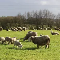 Brebis et agneaux au pâturage en Bretagne.