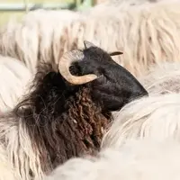 Un bélier noir parmi un troupeau de moutons blancs.