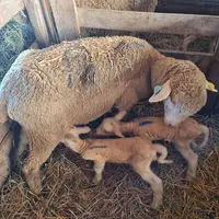 Agnelle avec deux agneaux maigres
