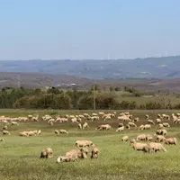 Brebis lacaunes pâturant