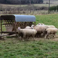 Brebis s'alimentant en fourrage.