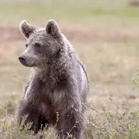 Jeune ours brun dans la nature