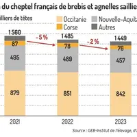 Graphique : Évolution du cheptel français de brebis et agnelles saillies laitières ©GEB-Institut de l'élevage, d'après le SSP
