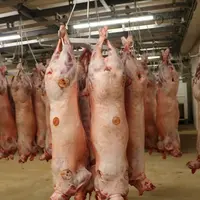 Carcasses d'agneaux