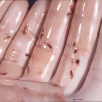 À l'autopsie, les petites douves sont reconnaissables par leur forme allongée. Elles prolifèrent au niveau du foie de l'animal.