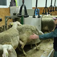 Eleveur s'occupant des brebis laitières en salle de traite