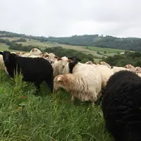 Moutons dans une prairie
