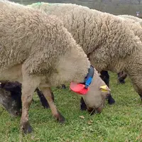 Moutons avec collier anti loup