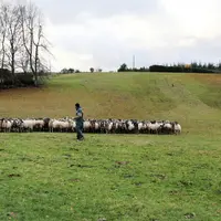 Eleveurs et troupeau de brebis Rava en extérieur