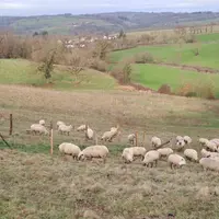 Le pâturage hivernal des brebis sur les prairies bovines fait partie des études en cours au sein du Ciirpo.