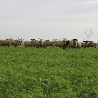 Les éleveurs ovins de l'Aube se professionnalisent et ont la même approche très technique entre grandes cultures et conduite d'une troupe ovine.