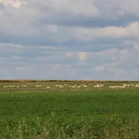 Moutons au pré