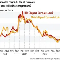 Graphique : Évolution des cours du blé et du maïs  ©GEB-Institut de l'élevage, d'après Les Marchés