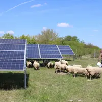 Moutons sous les panneaux photovoltaïques