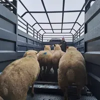 Brebis montant dans une bétaillère