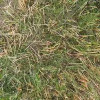 Prairie sous couvert après récolte des céréales.