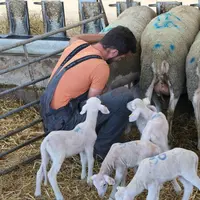 Éleveur entouré d'agneaux aidant une brebis lacaune à mettre bas.