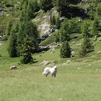 Chien de protection des troupeaux en montagne.
