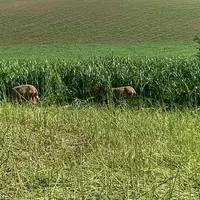 Brebis laitières au pâturage dans su sorgho.