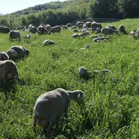 Brebis et agneaux dans la prairie
