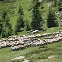 Troupeau de moutons en montagne