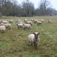 Moutons au pâturage