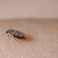 Culicides Nubeculosus