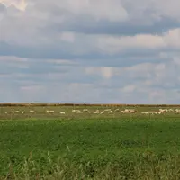 Ovins pâturant dans un champ de l'Aube