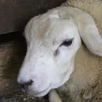 Mouton avec la FCO