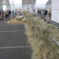 Pôle ovin au Sommet de l'Elevage 2023