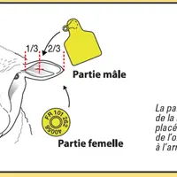 Lors de la pose de la boucle électronique, choisissez de préférence l'oreille gauche.La partie femelle de la boucle se pl