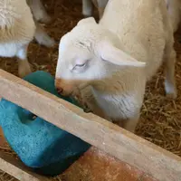 Agneau léchant un bloc de minéraux