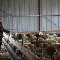 Vétérinaire en visite sur un élevage ovin.