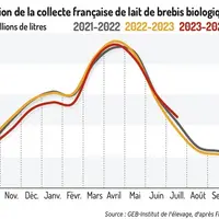 Graphique : Évolution de la collecte française de lait de brebis biologique © GEB-Institut de l'élevage, d'après Fra