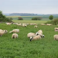 Moutons au pâturage